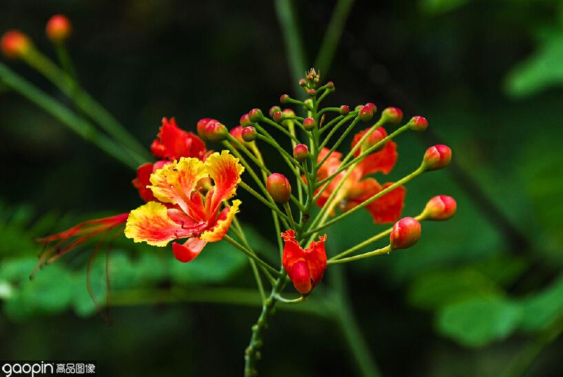 依米花的花语是什么（沙漠之花，非比寻常的魅力）