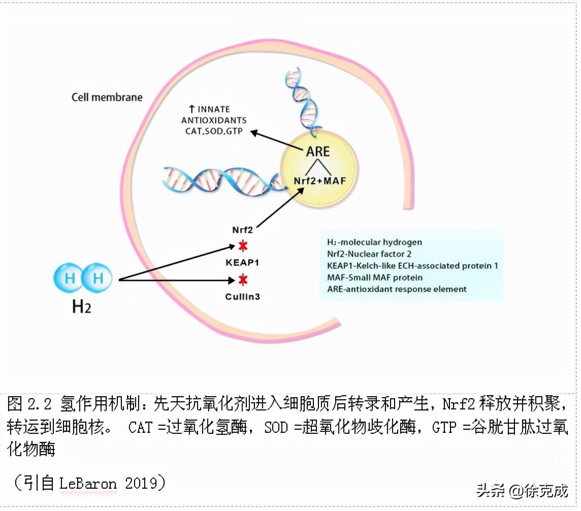 氢气化学式是什么意思（氢气生物学作用）